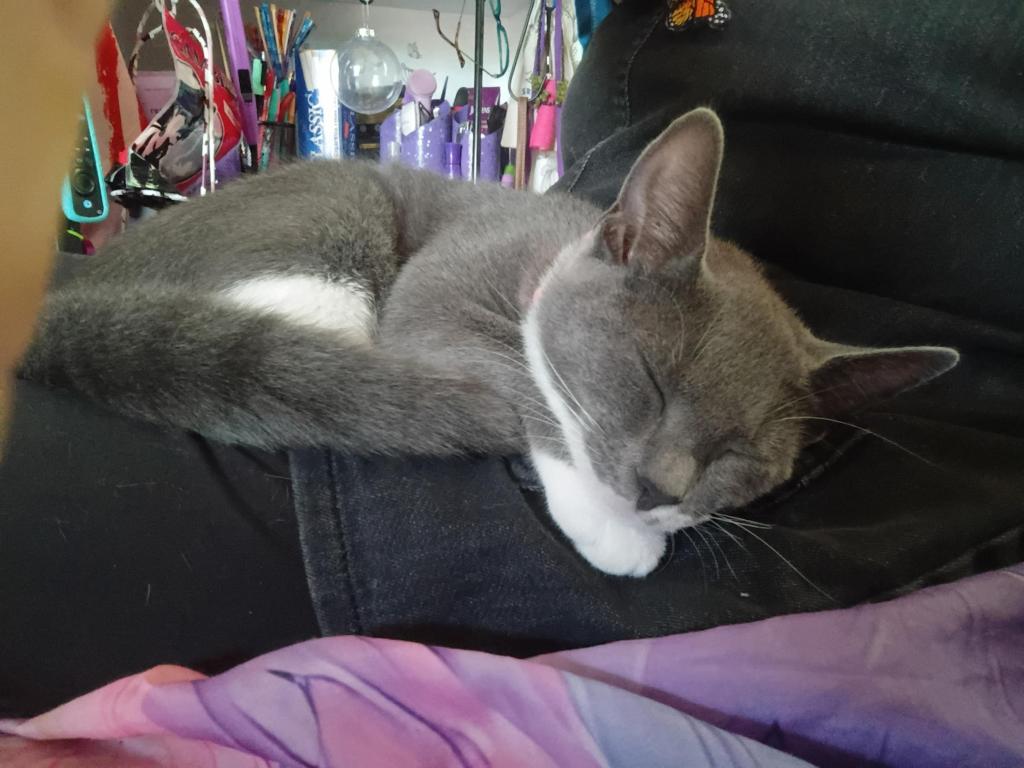 Carini Of Curlie's Litter photo 2