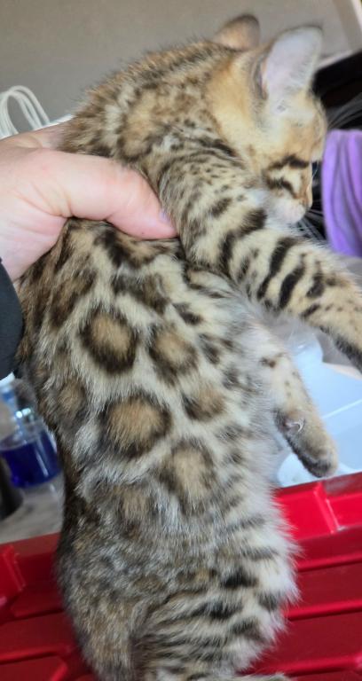 Cheetah photo 3