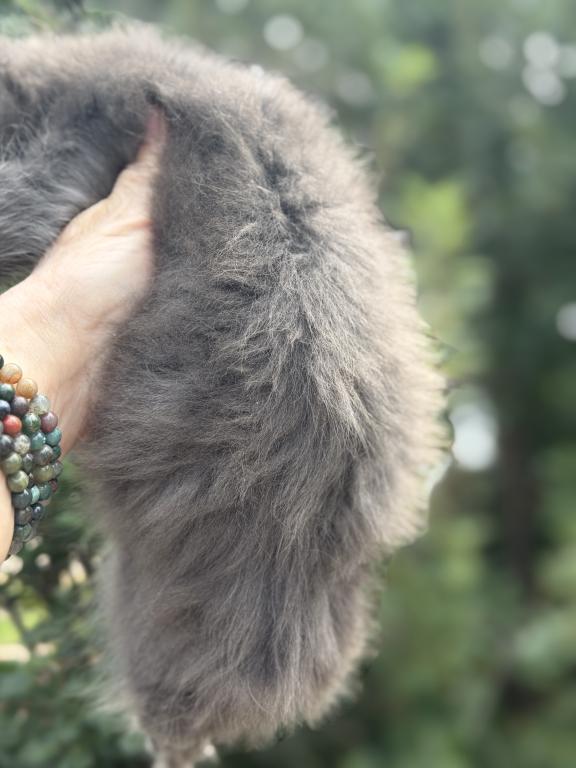 Highland Lynx June Litter photo 5