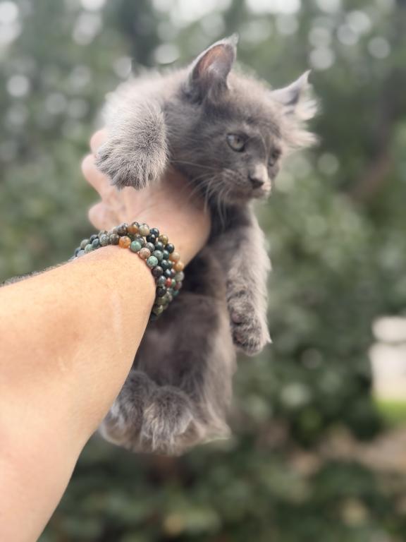 Highland Lynx June Litter photo 2