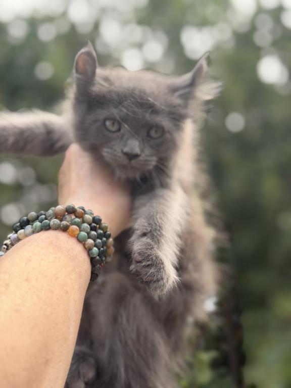 Highland Lynx June Litter photo 1