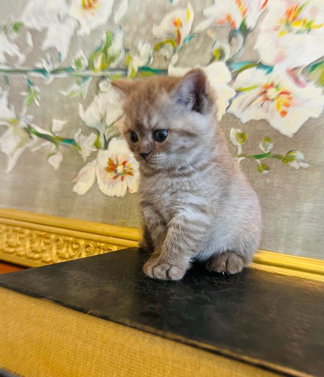 BRITISH SHORTHAIR KITTENS photo 2