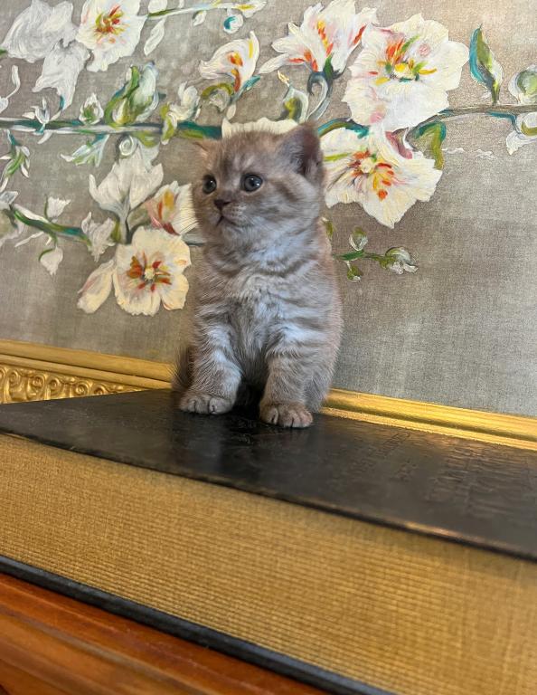 BRITISH SHORTHAIR KITTENS photo 5