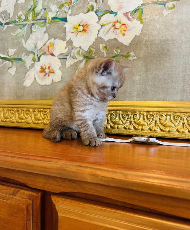BRITISH SHORTHAIR KITTENS photo 1