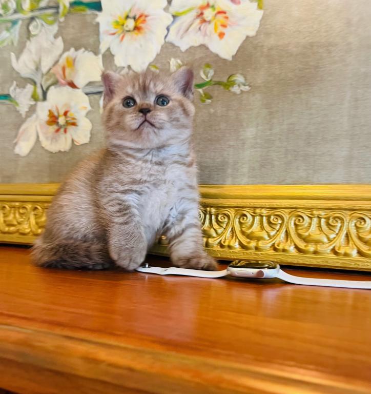 BRITISH SHORTHAIR KITTENS photo 4