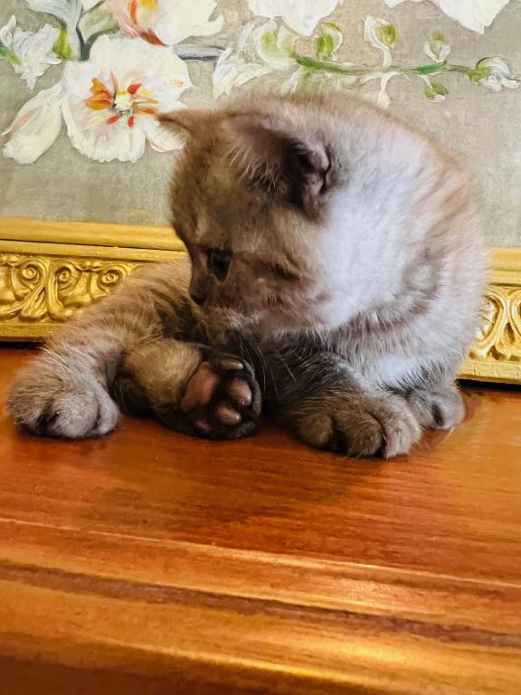 BRITISH SHORTHAIR KITTENS photo 3
