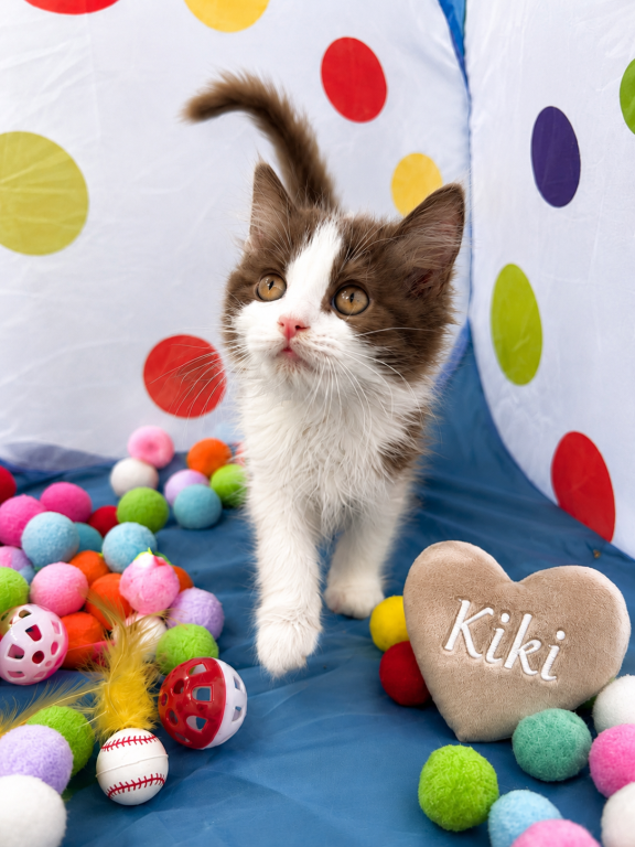 Kiki photo 1