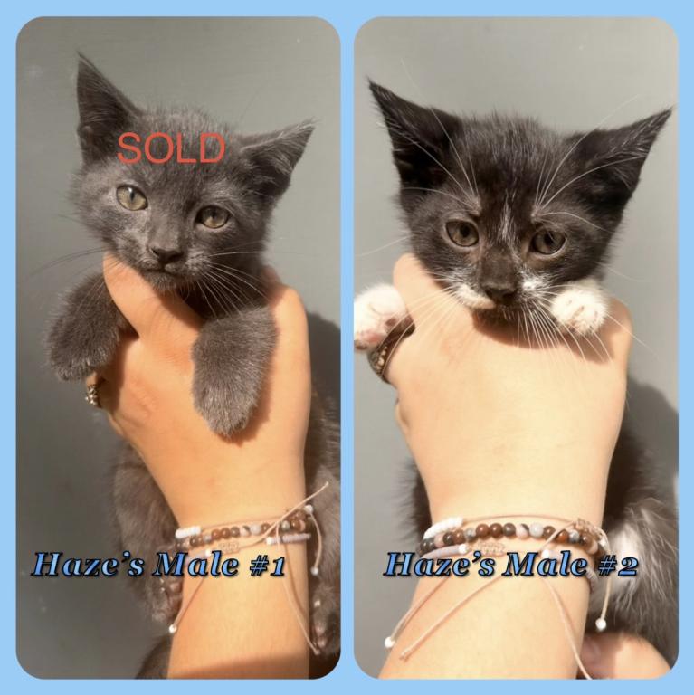 Half Siamese Male Kittens photo 2