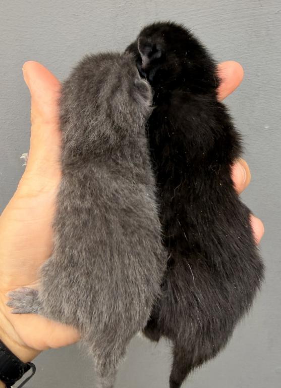 Half Siamese Male Kittens photo 7