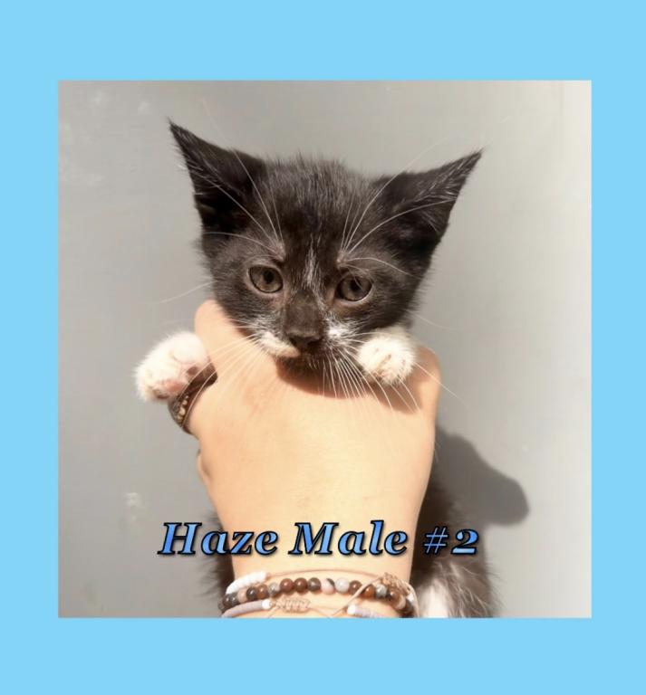 Half Siamese Male Kittens