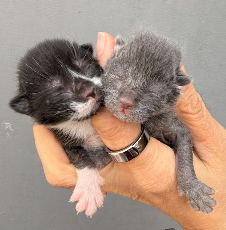 Half Siamese Male Kittens photo 8