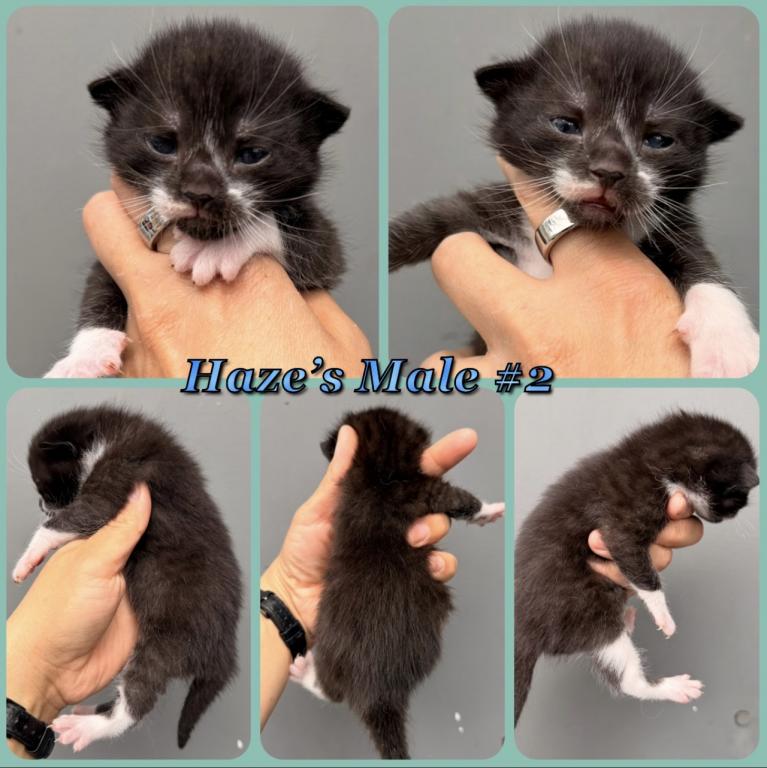 Half Siamese Male Kittens photo 5