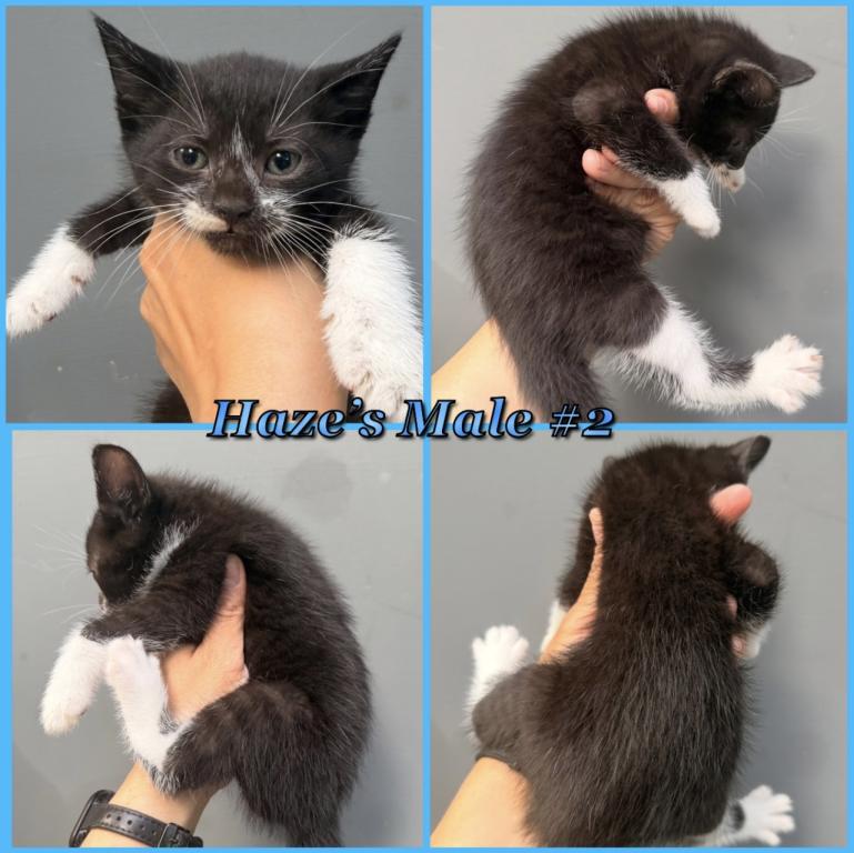 Half Siamese Male Kittens photo 4