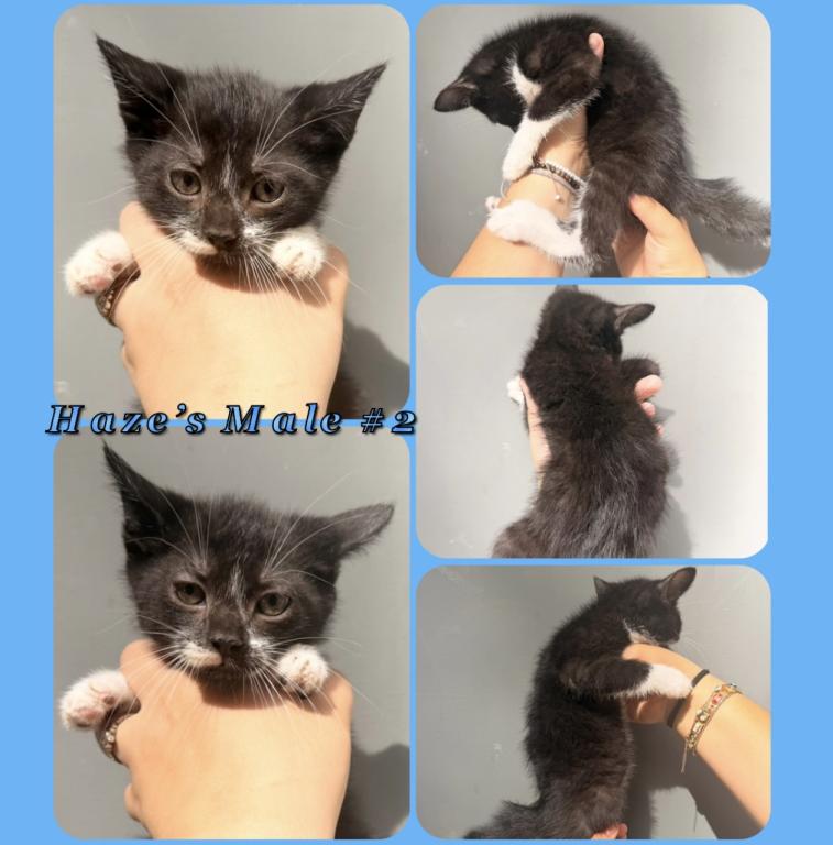Half Siamese Male Kittens photo 3