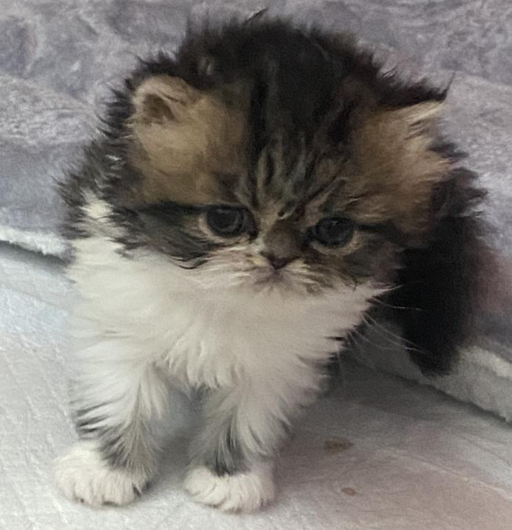 Tabby GIRL_ReSErved photo 6