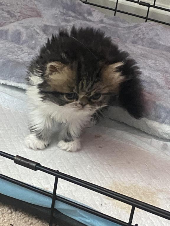 Tabby GIRL_ReSErved photo 4