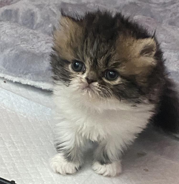 Tabby GIRL_ReSErved