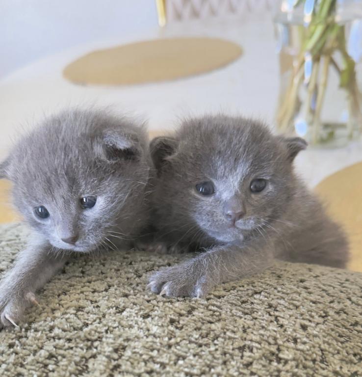 My Russsian Blue Kittens photo 2