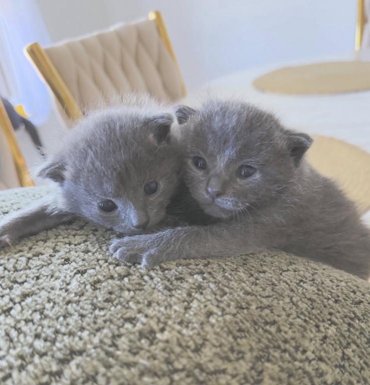 My Russsian Blue Kittens