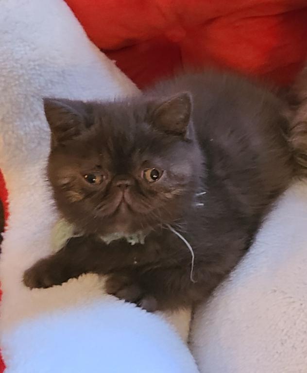 Champion Sired Exotic Shorthaired Kittens photo 5