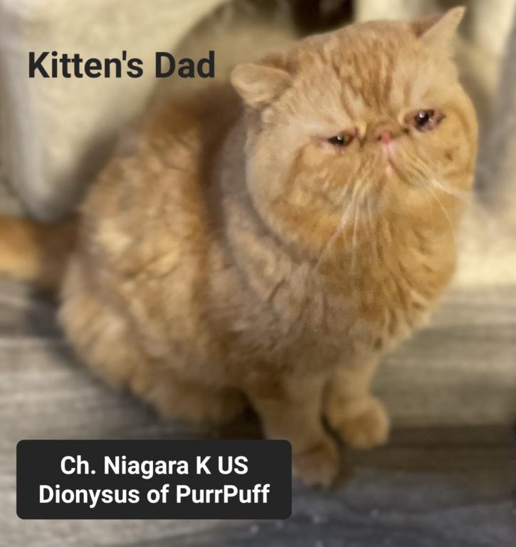 Champion Sired Exotic Shorthaired Kittens photo 3