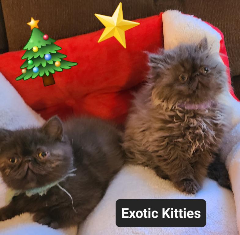 Champion Sired Exotic Shorthaired Kittens