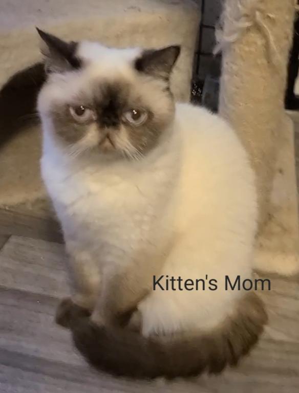 Champion Sired Exotic Shorthaired Kittens photo 2