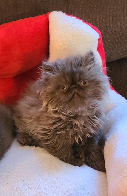 Champion Sired Exotic Shorthaired Kittens photo 6