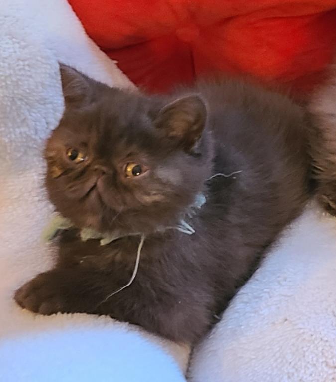 Champion Sired Exotic Shorthaired Kittens photo 7