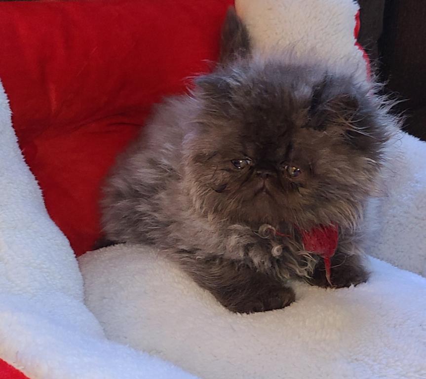 Champion Sired Exotic Shorthaired Kittens photo 4