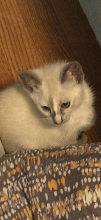 Beautiful Lilac Tortie Siamese photo 2