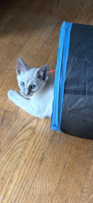 Beautiful Lilac Tortie Siamese