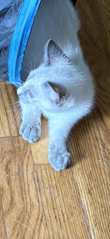 Beautiful Lilac Tortie Siamese photo 6