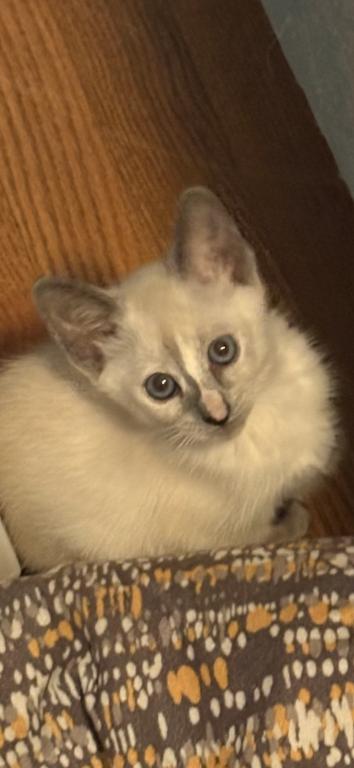 Beautiful Lilac Tortie Siamese photo 3