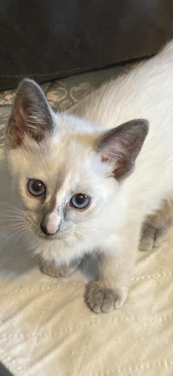 Beautiful Lilac Tortie Siamese photo 5