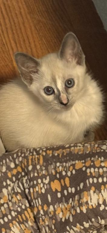 Beautiful Lilac Tortie Siamese photo 4