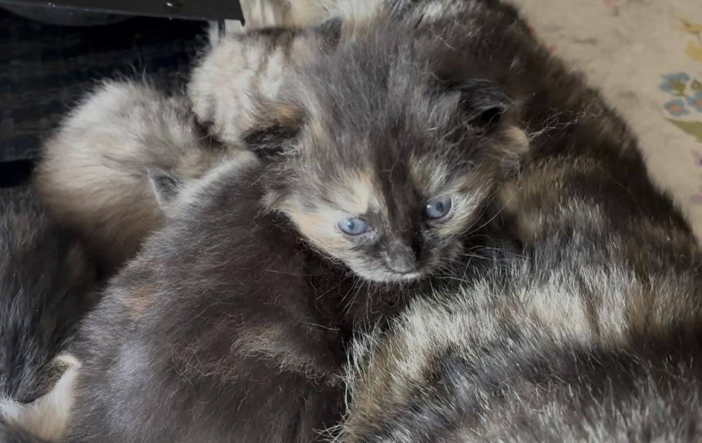 Poly Maine Coonish Ginger Of Dasha photo 12