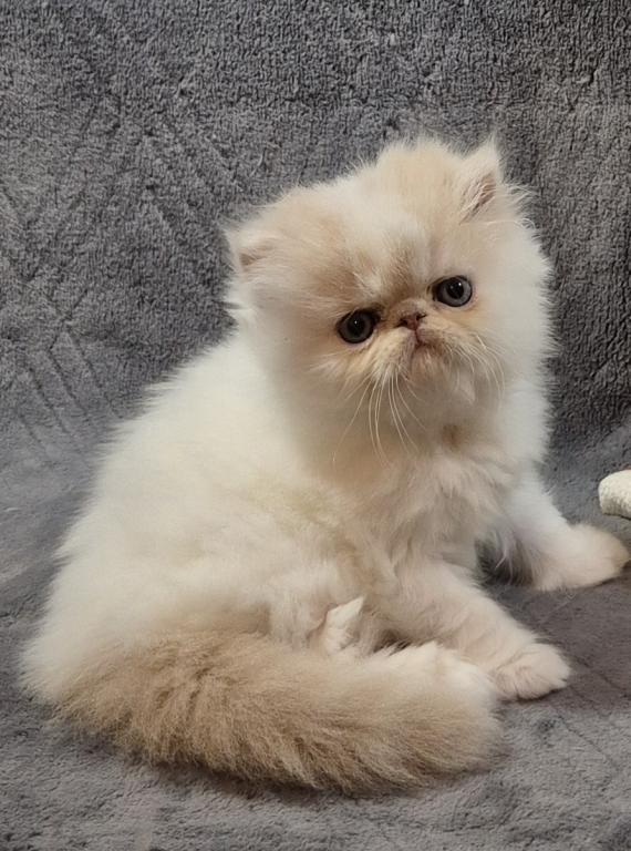Persian Kittens photo 3