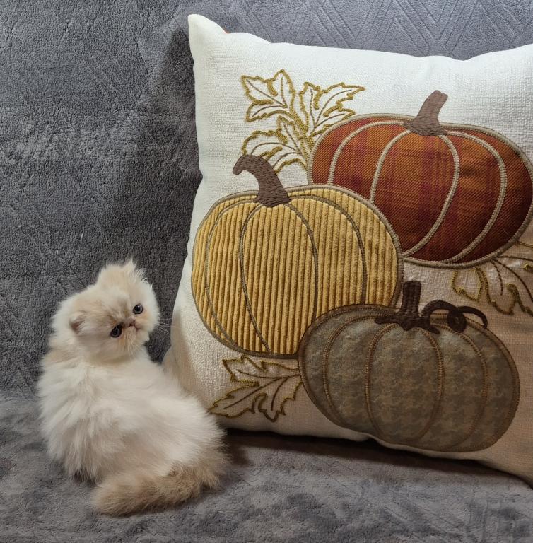 Persian Kittens photo 2