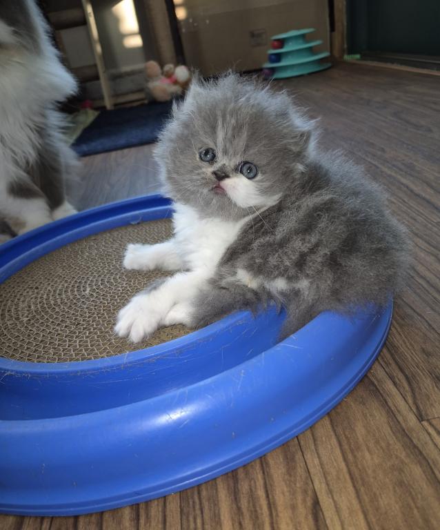 Persian Kittens photo 3