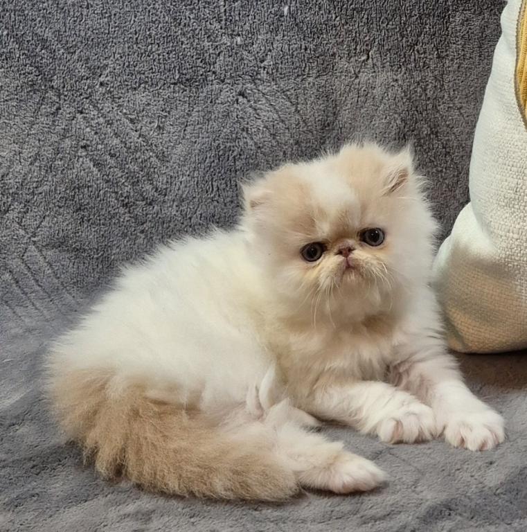 Persian Kittens photo 5