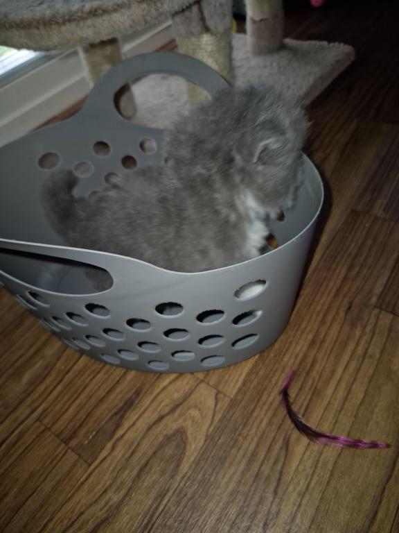 Persian Kittens photo 2