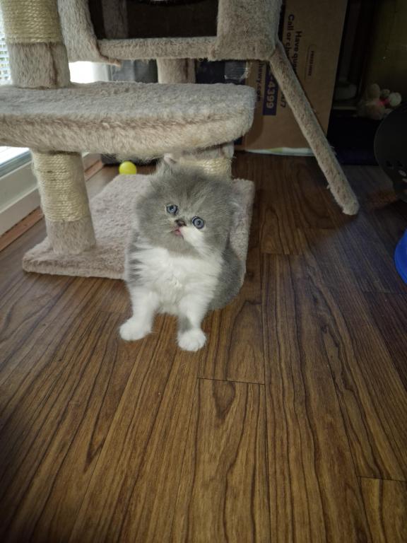 Persian Kittens