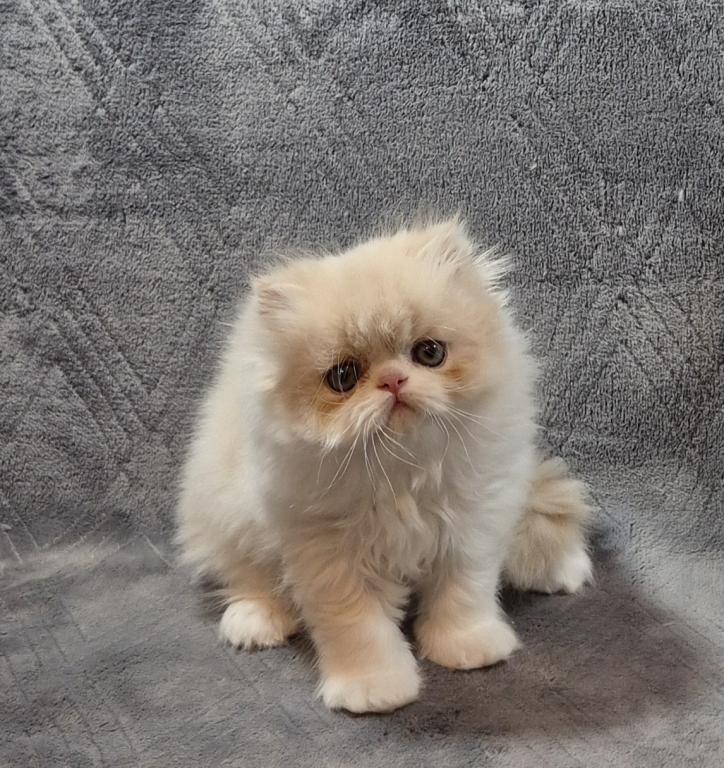 Persian Kittens photo 4