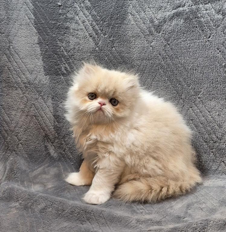 Persian Kittens