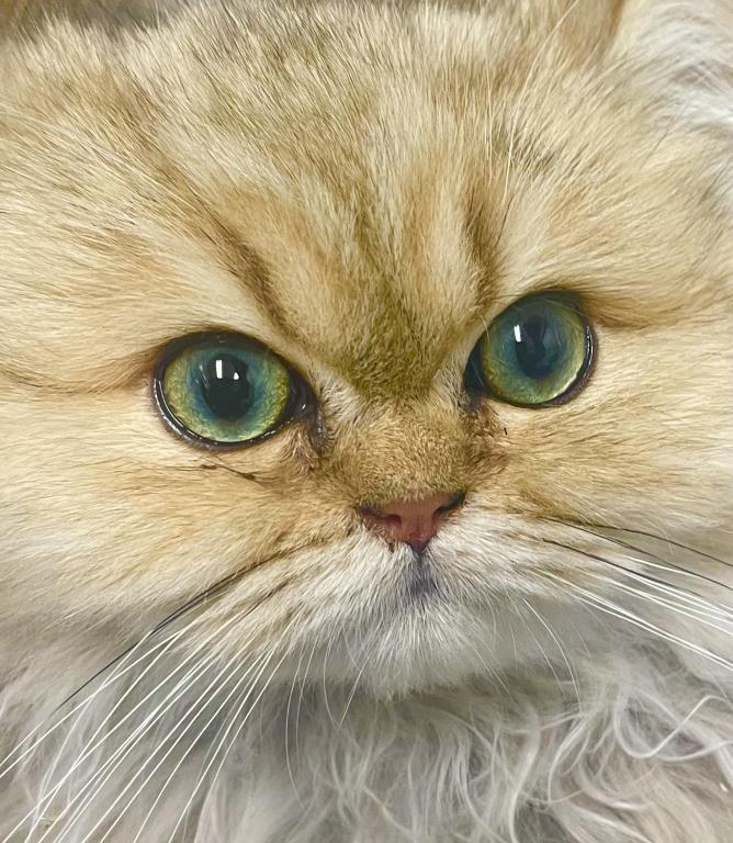 Persian Chinchilla Golden
