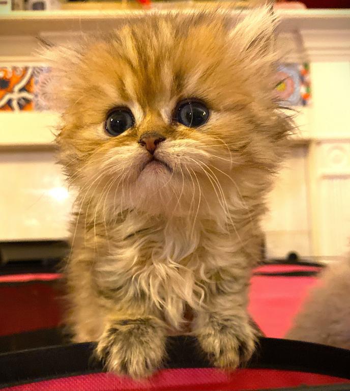 Persian Chinchilla Golden photo 2