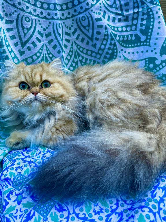Persian Chinchilla Golden photo 5