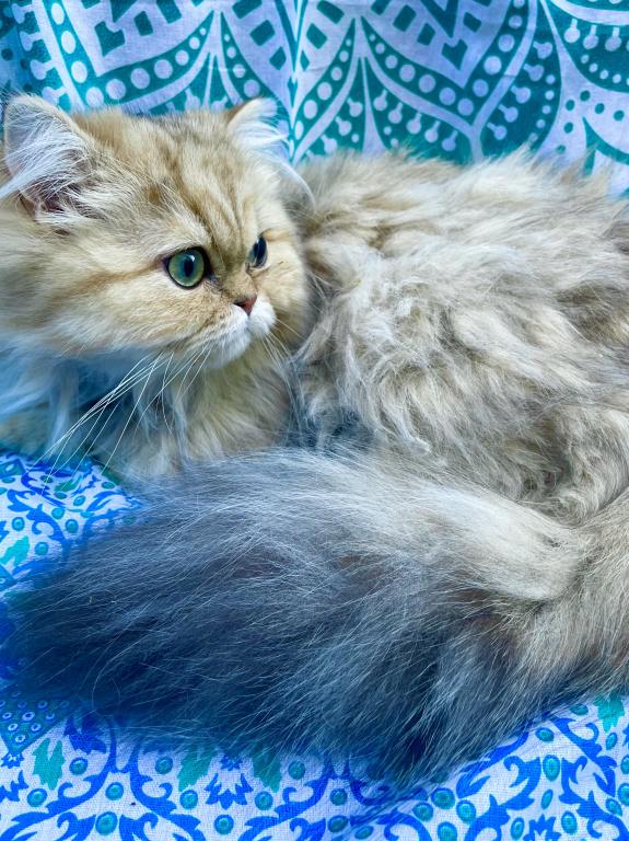Persian Chinchilla Golden photo 3