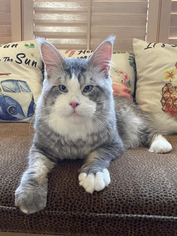 Big Handsome Friendly Maine Coon Male Retired